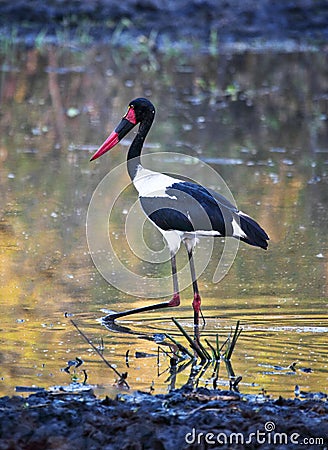 African jabiru Stock Photo