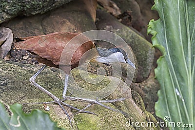 The African jacana Actophilornis africana Stock Photo