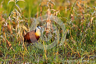 African Jacana - Actophilornis africanus Stock Photo