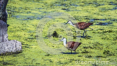 African jacana in Kruger National park, South Africa Stock Photo