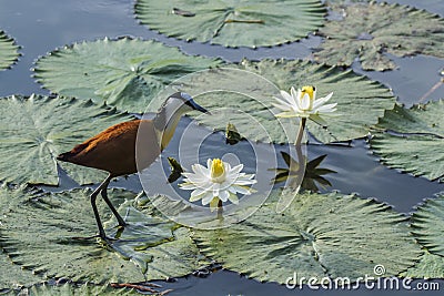 African jacana in Kruger National park, South Africa Stock Photo