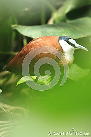 African jacana Stock Photo