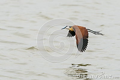 African Jacana in mid flight Stock Photo