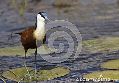 African Jacana walking on Lilly Stock Photo