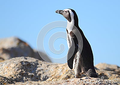 African Penguin Stock Photo