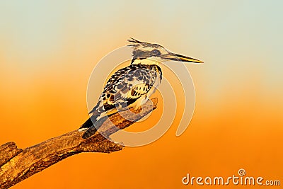 African kingfisher. Evening light with Pied Kingfisher, Ceryle rudis. Black and white bird sitting in the branch during sunrise wi Stock Photo