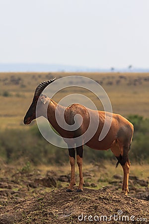 African kongoni on the hill. Kenya, Masai Mara Stock Photo