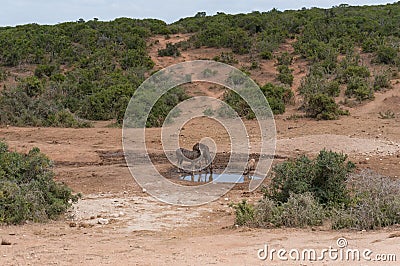 African kudu antelopes and warthog near the waterhole drinking on hot day Stock Photo