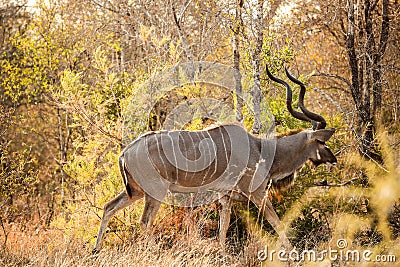 African Kudu Bull antelope in a South African wildlife reserve Stock Photo