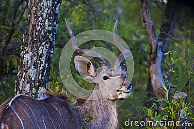 African Kudu in the open eating Stock Photo