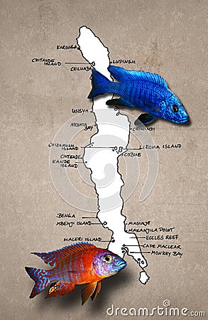 African lake Malawi map with fishes Stock Photo