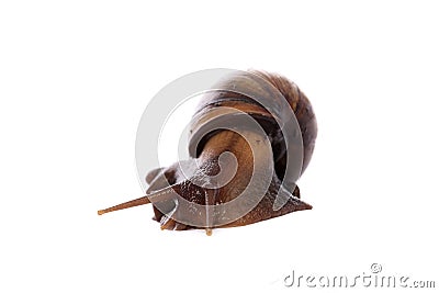African Land Snail Stock Photo