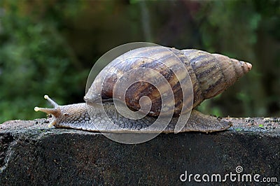 African land snail crawling Stock Photo