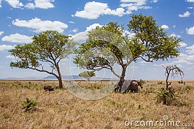 African landscape elephants are protected against Stock Photo