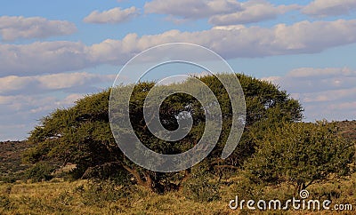 African landscape Stock Photo