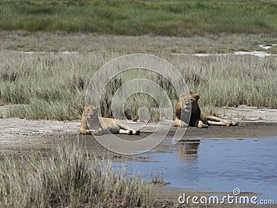 Lions in long grass Stock Photo