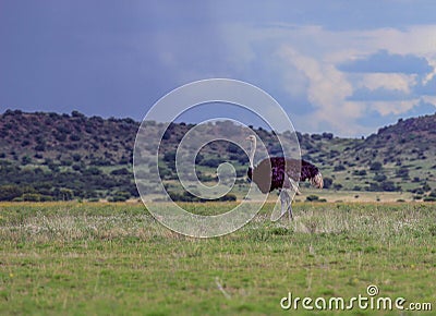 African landscape with a standing ostrich male Stock Photo