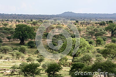 African Landscape - Tarangire National Park. Tanzania, Africa Stock Photo