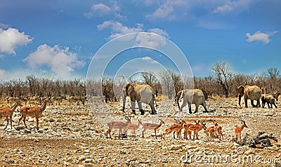 A typical African scen in Etosha National Park, which is known for it`s abundance of wildlife Stock Photo