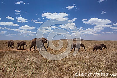 African landscape walking elephant family Stock Photo