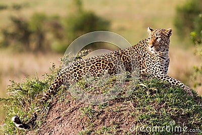 African leopard Stock Photo