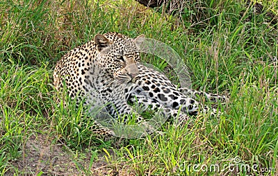 African leopard Stock Photo