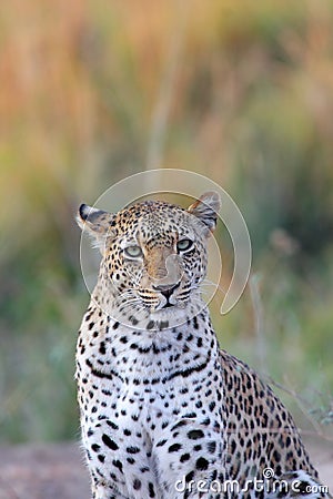 African leopard Stock Photo