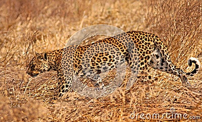 African leopard Stock Photo