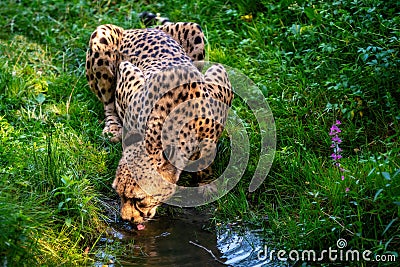 African leopard drinks water from the stream Stock Photo