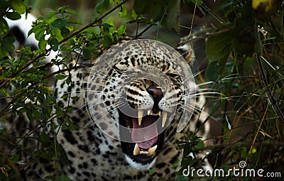 African Leopard at a game resurve Stock Photo