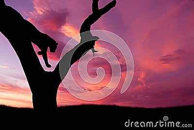 African leopard jumping down tree silhouette Stock Photo