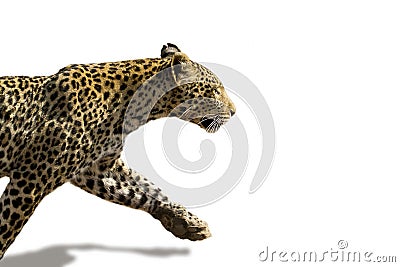 African leopard ( Panthera pardus pardus ) Stock Photo