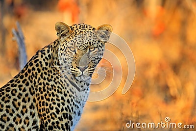 African Leopard, Panthera pardus shortidgei, Hwange National Park, Zimbabwe, portrait portrait eye to eye with nice orange backrou Stock Photo