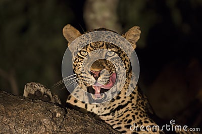 African Leopard (Panthera pardus) South Africa Stock Photo