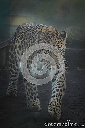 Leopard is going in his habits Stock Photo