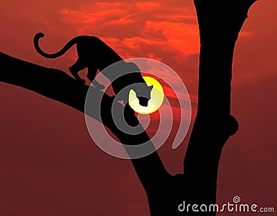African leopard silhouette Stock Photo