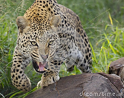 African Leopard, snarling, South Africa Stock Photo