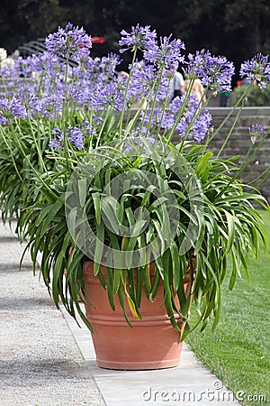 African lilly - agapanthus Stock Photo