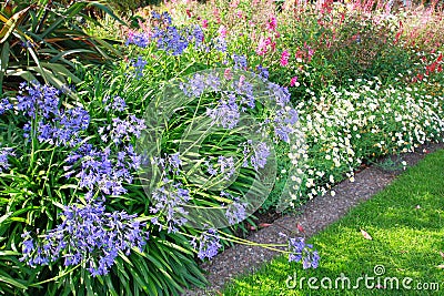 African lilly - Agapanthus umbellatus Stock Photo