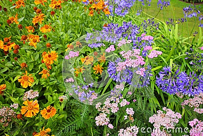 African lilly - Agapanthus umbellatus Stock Photo