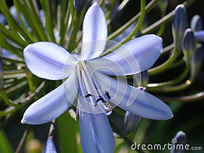 African Lilly First Bloom Stock Photo