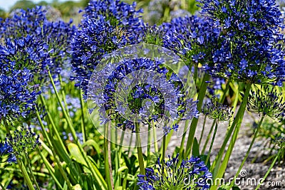 African Lily - Agapanthus Africanus Stock Photo