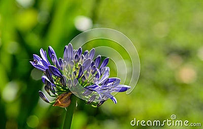 African Lily at botanic garden Stock Photo