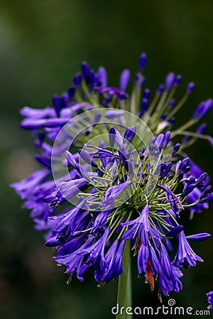 African Lily . Deep blue . Double image Stock Photo