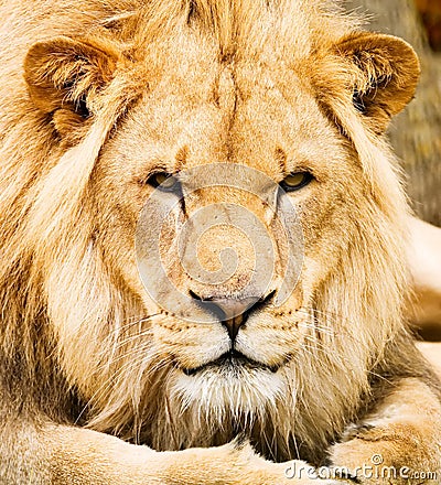 African Lion Stock Photo