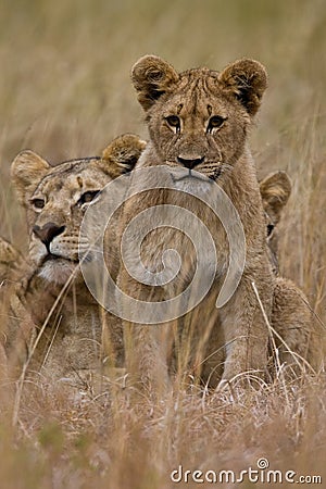 African Lion Stock Photo