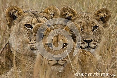 African Lion Stock Photo