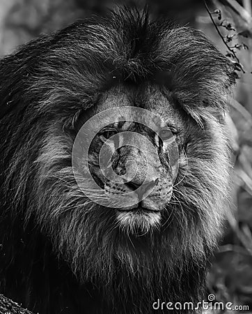 African lion close up Black and white Stock Photo