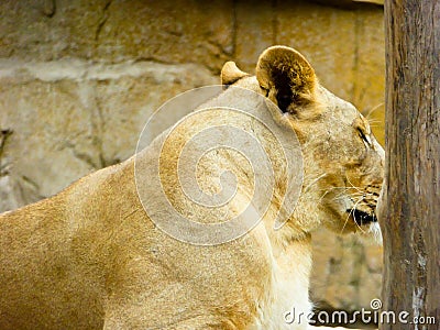 African lion closing eyes and sleeping Stock Photo