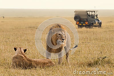 African lion couple and safari jeep Stock Photo